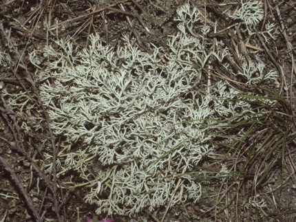 Cladonia arbscula