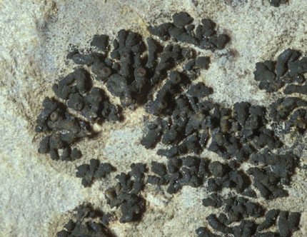 Collema leptogioides