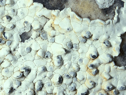 Lecanographa cretacea