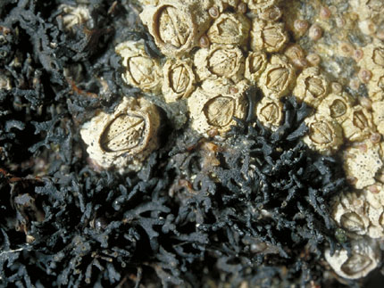 Lichina pygmaea, Pyrenocollema sublittoralis