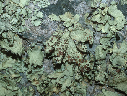 Omphalora arizonica